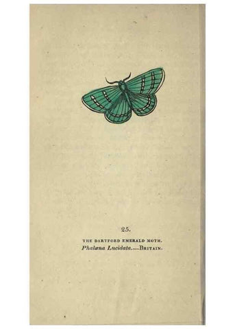 Reproducción/Reproduction 8716661289: The book of butterflies, sphinxes and moths;. London,Whittaker,1832-34.