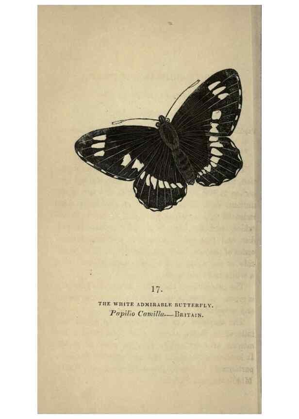 Reproducción/Reproduction 8717776680: The book of butterflies, sphinxes and moths;. London,Whittaker,1832-34.