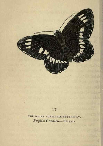 Reproducción/Reproduction 8717776680: The book of butterflies, sphinxes and moths;. London,Whittaker,1832-34.