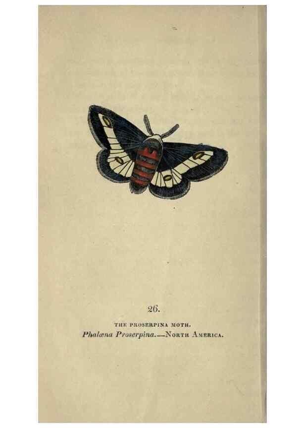 Reproducción/Reproduction 8716661955: The book of butterflies, sphinxes and moths;. London,Whittaker,1832-34.