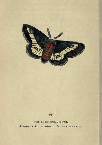 Reproducción/Reproduction 8716661955: The book of butterflies, sphinxes and moths;. London,Whittaker,1832-34.