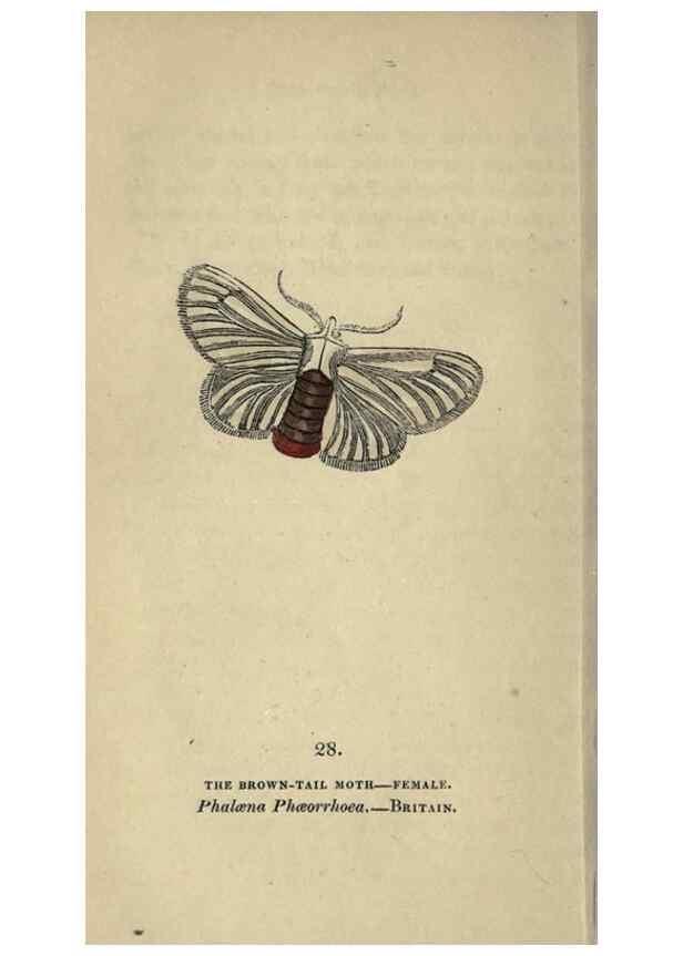 Reproducción/Reproduction 8717782356: The book of butterflies, sphinxes and moths;. London,Whittaker,1832-34.