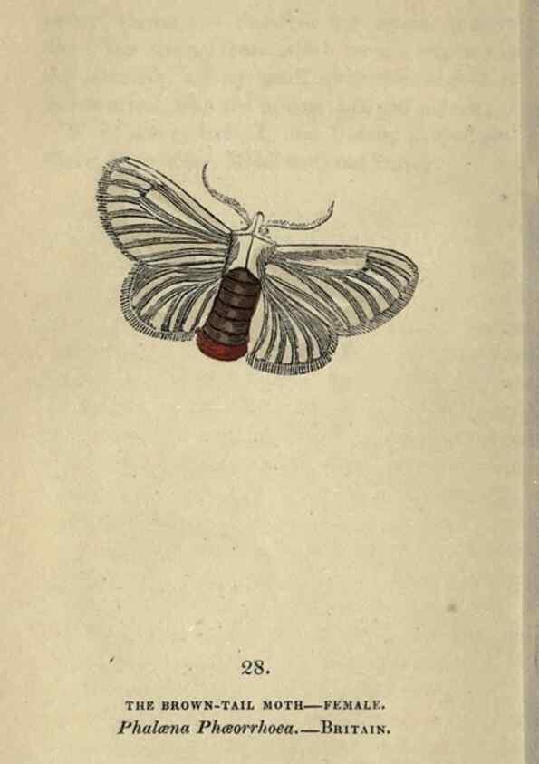 Reproducción/Reproduction 8717782356: The book of butterflies, sphinxes and moths;. London,Whittaker,1832-34.