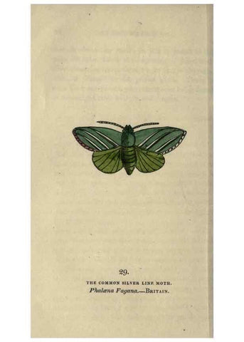Reproducción/Reproduction 8716663389: The book of butterflies, sphinxes and moths;. London,Whittaker,1832-34.