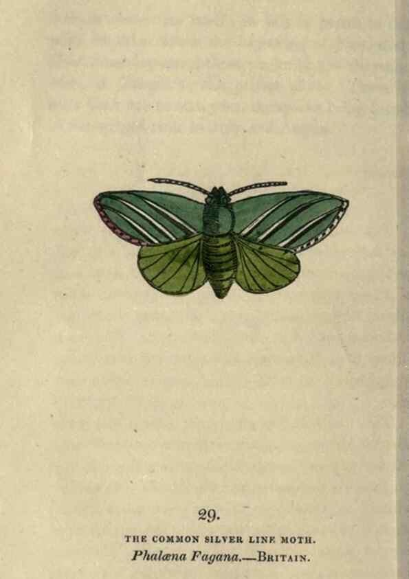 Reproducción/Reproduction 8716663389: The book of butterflies, sphinxes and moths;. London,Whittaker,1832-34.