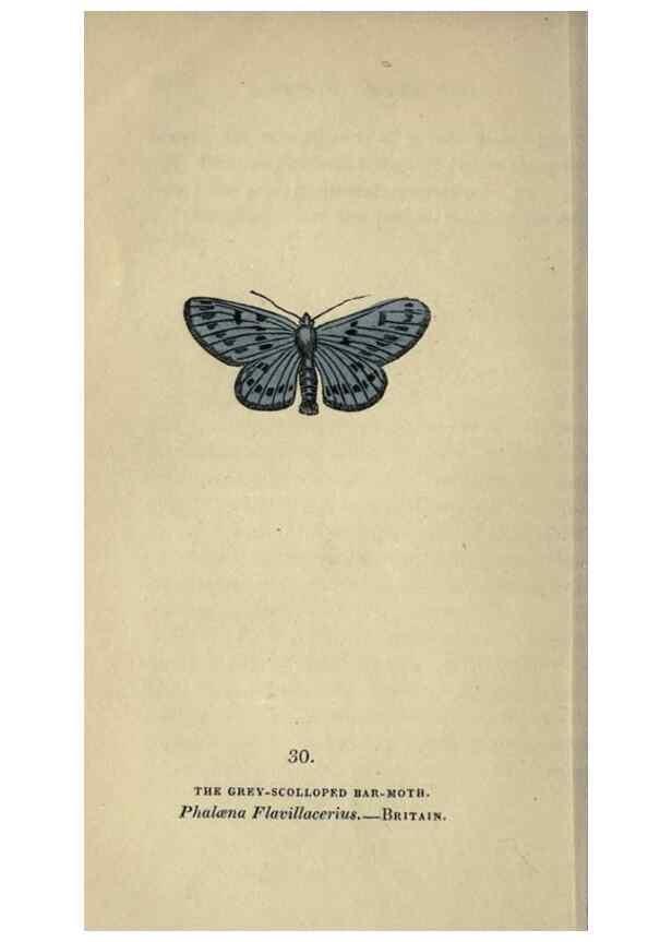 Reproducción/Reproduction 8717783350: The book of butterflies, sphinxes and moths;. London,Whittaker,1832-34.