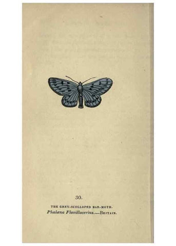 Reproducción/Reproduction 8717783350: The book of butterflies, sphinxes and moths;. London,Whittaker,1832-34.
