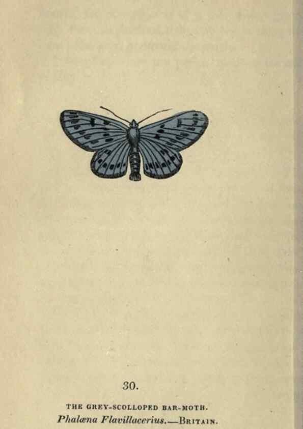 Reproducción/Reproduction 8717783350: The book of butterflies, sphinxes and moths;. London,Whittaker,1832-34.