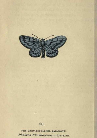 Reproducción/Reproduction 8717783350: The book of butterflies, sphinxes and moths;. London,Whittaker,1832-34.
