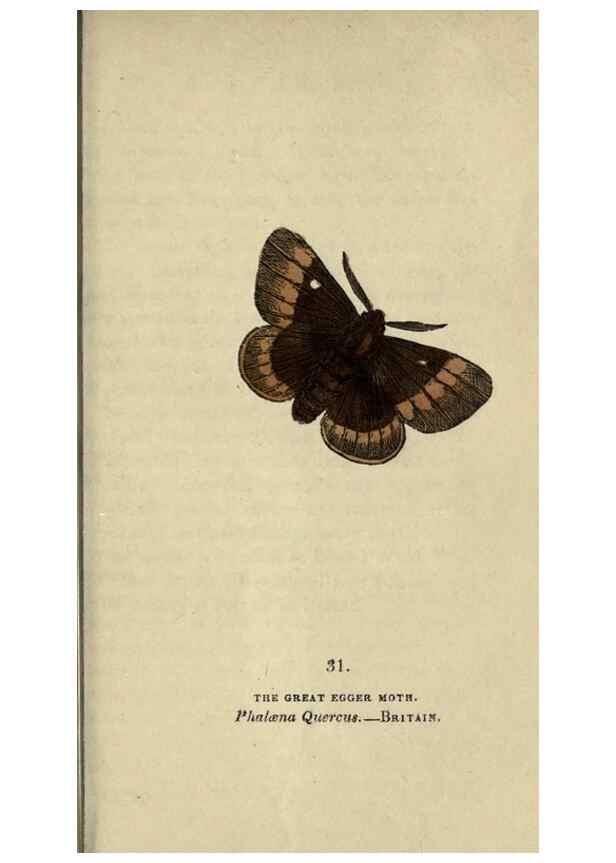 Reproducción/Reproduction 8716664359: The book of butterflies, sphinxes and moths;. London,Whittaker,1832-34.