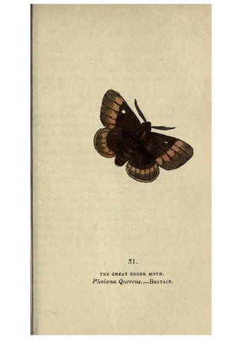 Reproducción/Reproduction 8716664359: The book of butterflies, sphinxes and moths;. London,Whittaker,1832-34.