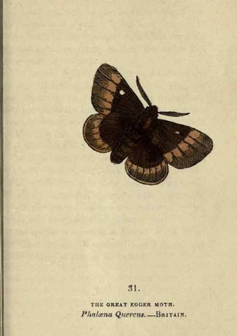 Reproducción/Reproduction 8716664359: The book of butterflies, sphinxes and moths;. London,Whittaker,1832-34.