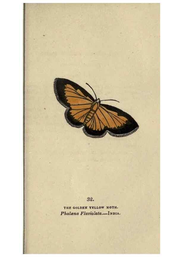 Reproducción/Reproduction 8717784422: The book of butterflies, sphinxes and moths;. London,Whittaker,1832-34.