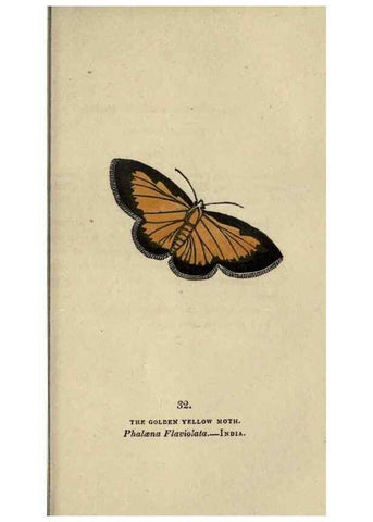 Reproducción/Reproduction 8717784422: The book of butterflies, sphinxes and moths;. London,Whittaker,1832-34.