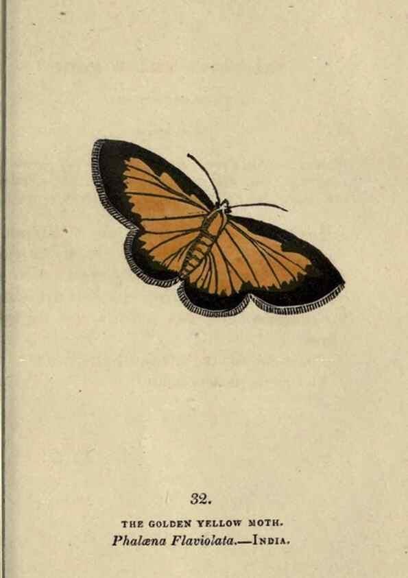 Reproducción/Reproduction 8717784422: The book of butterflies, sphinxes and moths;. London,Whittaker,1832-34.