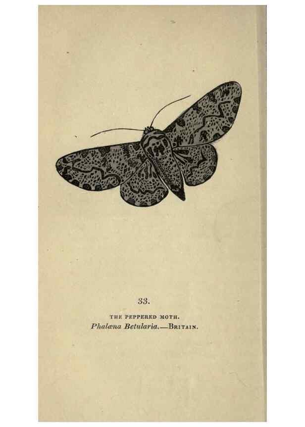 Reproducción/Reproduction 8716665405: The book of butterflies, sphinxes and moths;. London,Whittaker,1832-34.