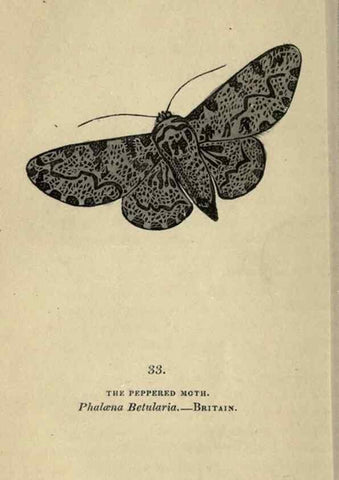 Reproducción/Reproduction 8716665405: The book of butterflies, sphinxes and moths;. London,Whittaker,1832-34.