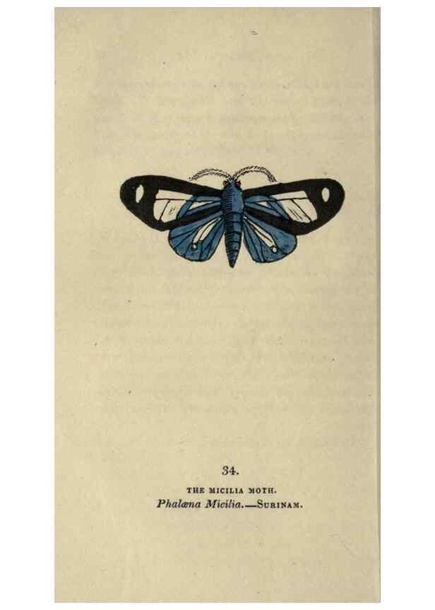 Reproducción/Reproduction 8717785404: The book of butterflies, sphinxes and moths;. London,Whittaker,1832-34.