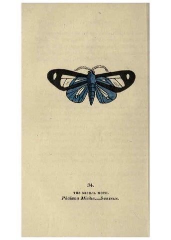 Reproducción/Reproduction 8717785404: The book of butterflies, sphinxes and moths;. London,Whittaker,1832-34.