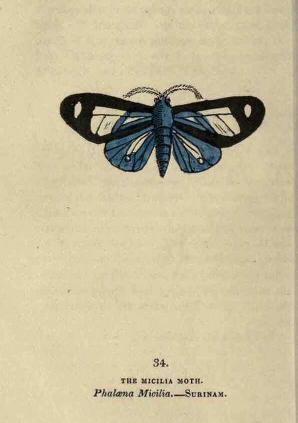 Reproducción/Reproduction 8717785404: The book of butterflies, sphinxes and moths;. London,Whittaker,1832-34.