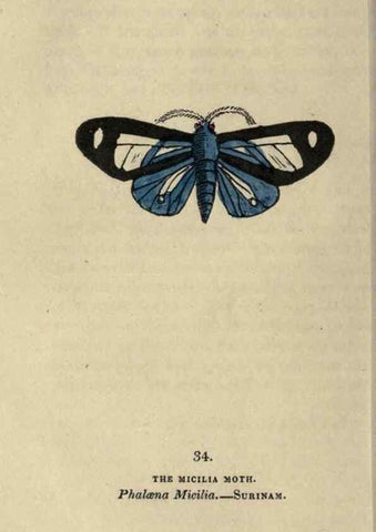 Reproducción/Reproduction 8717785404: The book of butterflies, sphinxes and moths;. London,Whittaker,1832-34.