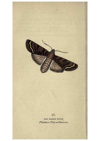 Reproducción/Reproduction 8717781762: The book of butterflies, sphinxes and moths;. London,Whittaker,1832-34.