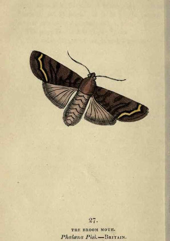Reproducción/Reproduction 8717781762: The book of butterflies, sphinxes and moths;. London,Whittaker,1832-34.