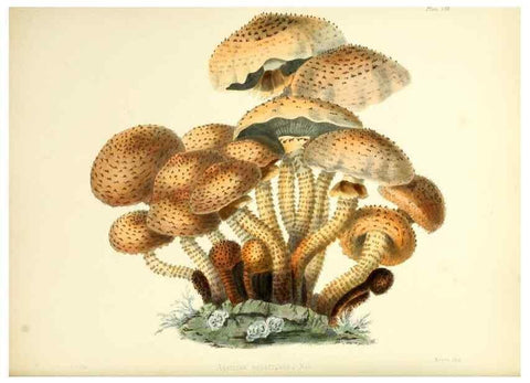 Reproducción/Reproduction 8619408566: Illustrations of British mycology,. London,Reeve, Benham and Reeve,1847-55.