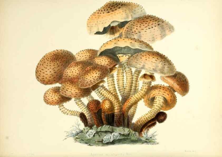 Reproducción/Reproduction 8619408566: Illustrations of British mycology,. London,Reeve, Benham and Reeve,1847-55.