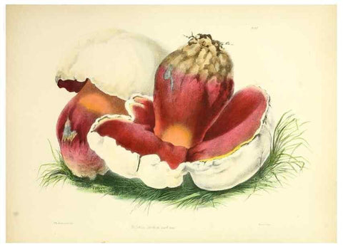 Reproducción/Reproduction 8619408150: Illustrations of British mycology,. London,Reeve, Benham and Reeve,1847-55.