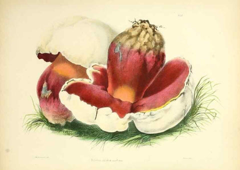 Reproducción/Reproduction 8619408150: Illustrations of British mycology,. London,Reeve, Benham and Reeve,1847-55.