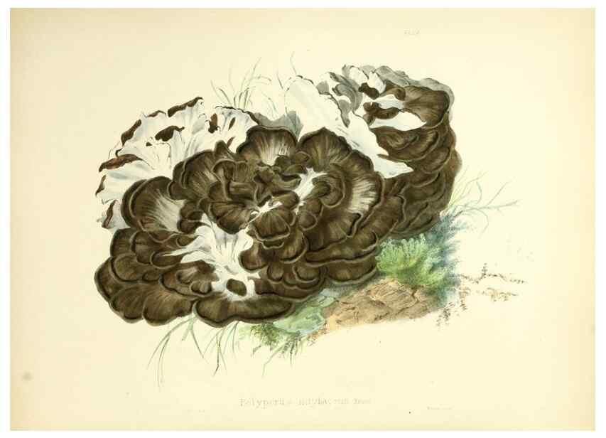 Reproducción/Reproduction 8619407870: Illustrations of British mycology,. London,Reeve, Benham and Reeve,1847-55.