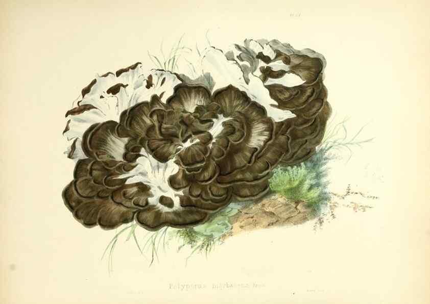 Reproducción/Reproduction 8619407870: Illustrations of British mycology,. London,Reeve, Benham and Reeve,1847-55.