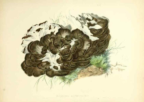Reproducción/Reproduction 8619407870: Illustrations of British mycology,. London,Reeve, Benham and Reeve,1847-55.