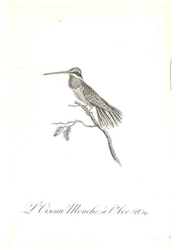 Reproducción/Reproduction 8596848615: Histoire naturelle et générale des colibris, oiseaux-mouches, jacamars et promerops /. A Paris,chez Desray,an XI=1802.