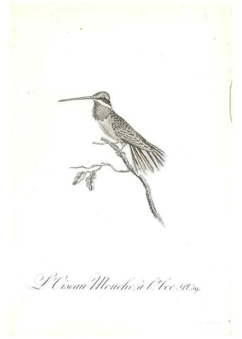 Reproducción/Reproduction 8596848615: Histoire naturelle et générale des colibris, oiseaux-mouches, jacamars et promerops /. A Paris,chez Desray,an XI=1802.