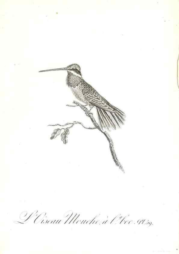 Reproducción/Reproduction 8596848615: Histoire naturelle et générale des colibris, oiseaux-mouches, jacamars et promerops /. A Paris,chez Desray,an XI=1802.