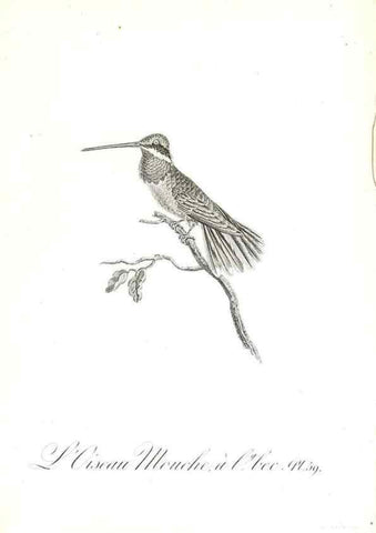 Reproducción/Reproduction 8596848615: Histoire naturelle et générale des colibris, oiseaux-mouches, jacamars et promerops /. A Paris,chez Desray,an XI=1802.
