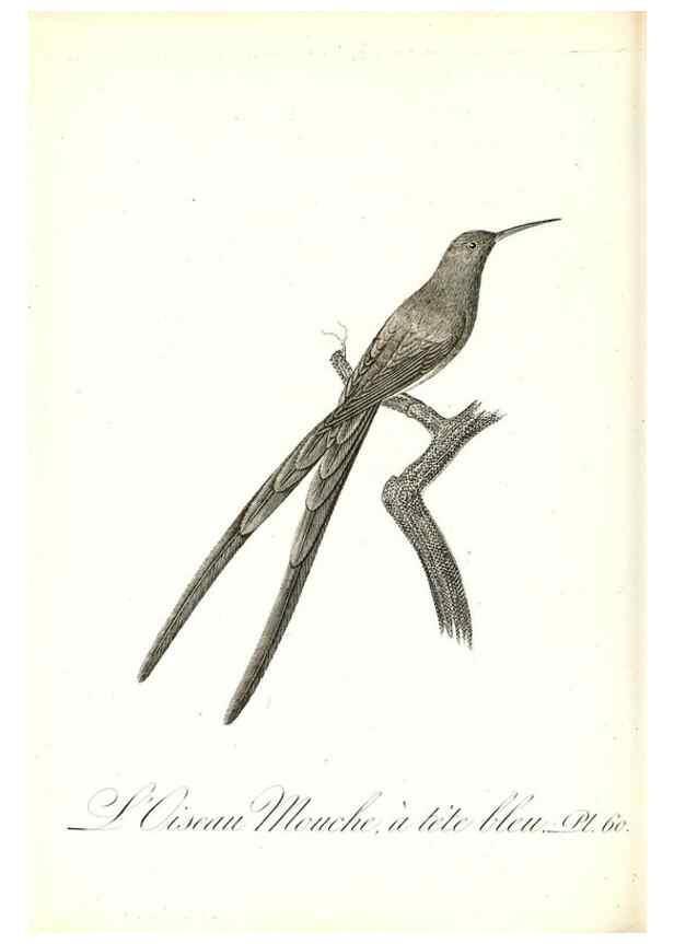 Reproducción/Reproduction 8596848961: Histoire naturelle et générale des colibris, oiseaux-mouches, jacamars et promerops /. A Paris,chez Desray,an XI=1802.
