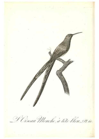 Reproducción/Reproduction 8596848961: Histoire naturelle et générale des colibris, oiseaux-mouches, jacamars et promerops /. A Paris,chez Desray,an XI=1802.