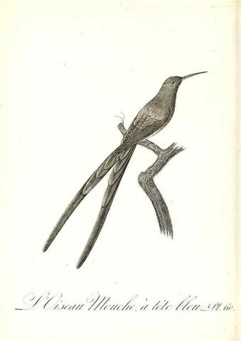 Reproducción/Reproduction 8596848961: Histoire naturelle et générale des colibris, oiseaux-mouches, jacamars et promerops /. A Paris,chez Desray,an XI=1802.