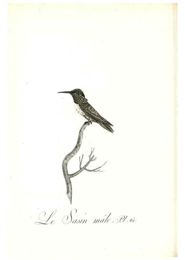 Reproducción/Reproduction 8597952570: Histoire naturelle et générale des colibris, oiseaux-mouches, jacamars et promerops /. A Paris,chez Desray,an XI=1802.