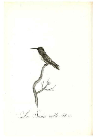 Reproducción/Reproduction 8597952570: Histoire naturelle et générale des colibris, oiseaux-mouches, jacamars et promerops /. A Paris,chez Desray,an XI=1802.