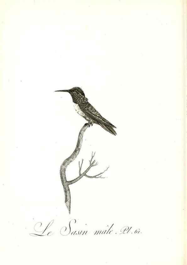Reproducción/Reproduction 8597952570: Histoire naturelle et générale des colibris, oiseaux-mouches, jacamars et promerops /. A Paris,chez Desray,an XI=1802.