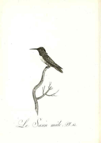 Reproducción/Reproduction 8597952570: Histoire naturelle et générale des colibris, oiseaux-mouches, jacamars et promerops /. A Paris,chez Desray,an XI=1802.