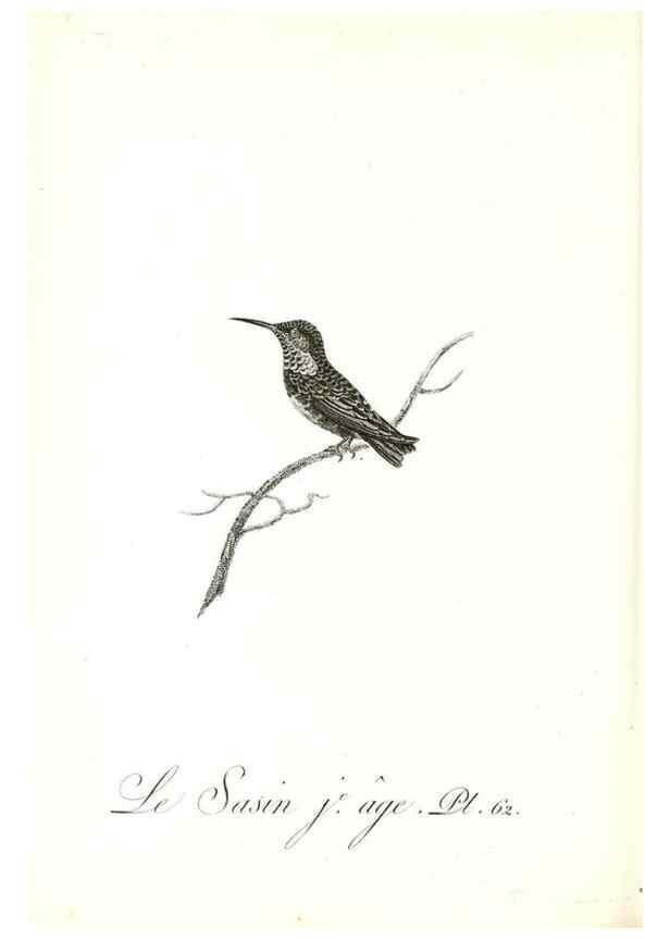 Reproducción/Reproduction 8596849375: Histoire naturelle et générale des colibris, oiseaux-mouches, jacamars et promerops /. A Paris,chez Desray,an XI=1802.