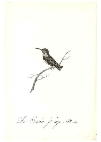 Reproducción/Reproduction 8596849375: Histoire naturelle et générale des colibris, oiseaux-mouches, jacamars et promerops /. A Paris,chez Desray,an XI=1802.