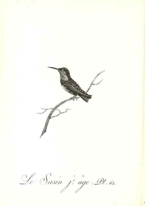 Reproducción/Reproduction 8596849375: Histoire naturelle et générale des colibris, oiseaux-mouches, jacamars et promerops /. A Paris,chez Desray,an XI=1802.