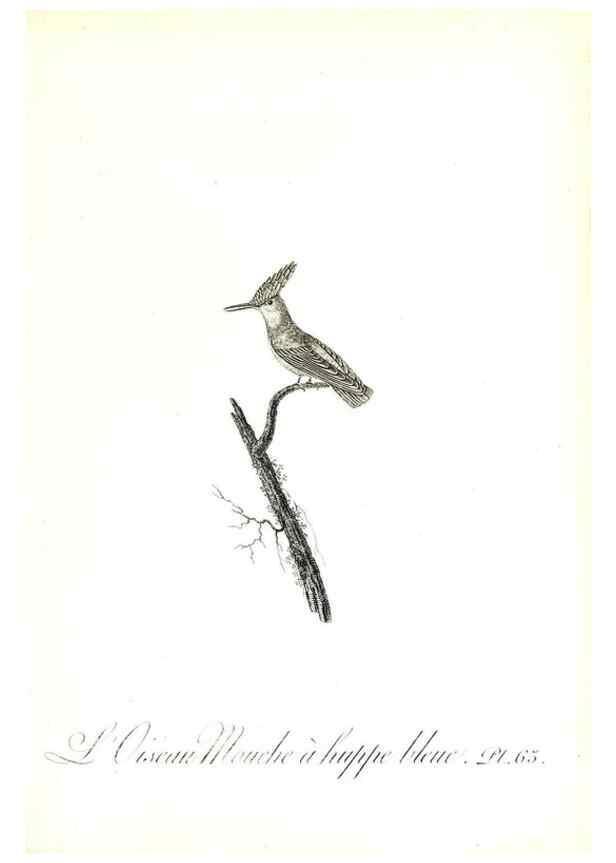 Reproducción/Reproduction 8596849629: Histoire naturelle et générale des colibris, oiseaux-mouches, jacamars et promerops /. A Paris,chez Desray,an XI=1802.