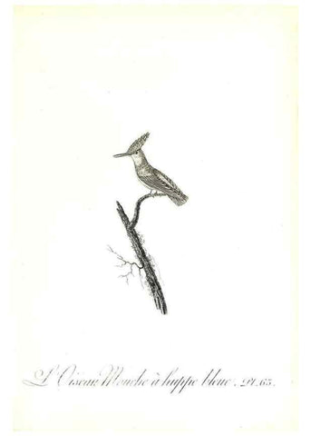 Reproducción/Reproduction 8596849629: Histoire naturelle et générale des colibris, oiseaux-mouches, jacamars et promerops /. A Paris,chez Desray,an XI=1802.